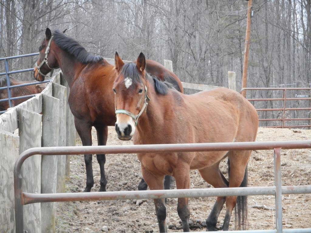 Wheaton Park Stables | 1101 Glenallan Ave, Wheaton-Glenmont, MD 20902, USA | Phone: (301) 622-2424