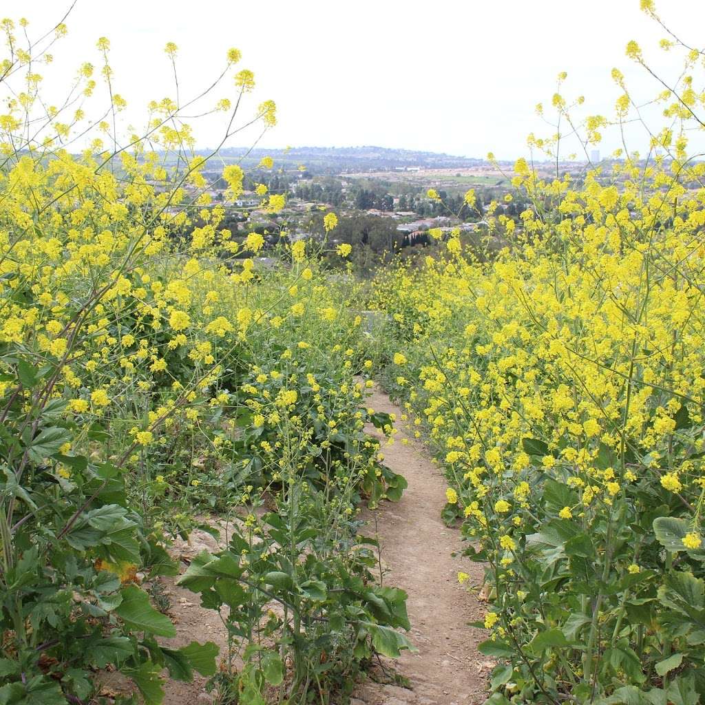 French Hill, Irvine, CA | Irvine, CA 92612, USA