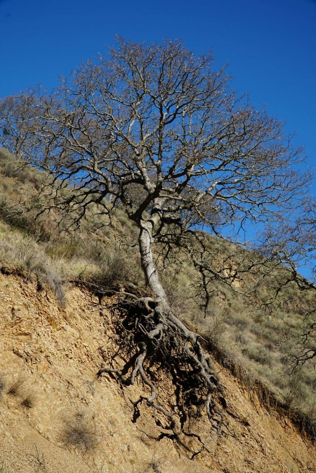 Sunol Regional Wilderness | 1895 Geary Rd, Sunol, CA 94586 | Phone: (510) 544-3249