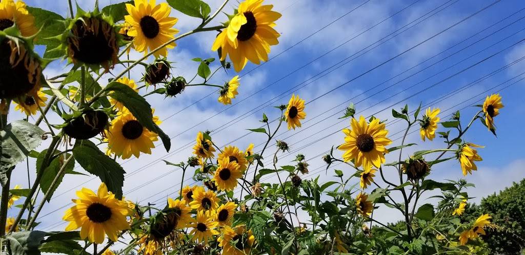 Edison Park Community Garden | 99 College Park Dr, Seal Beach, CA 90740, USA | Phone: (562) 431-2527 ext. 1306