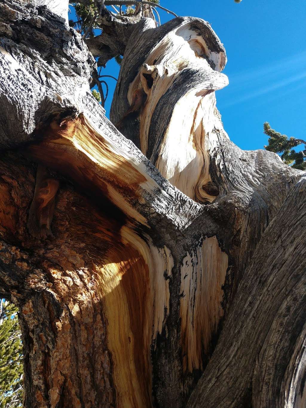 Rain Tree | Forest Trail 041, Mt Charleston, NV 89124, USA