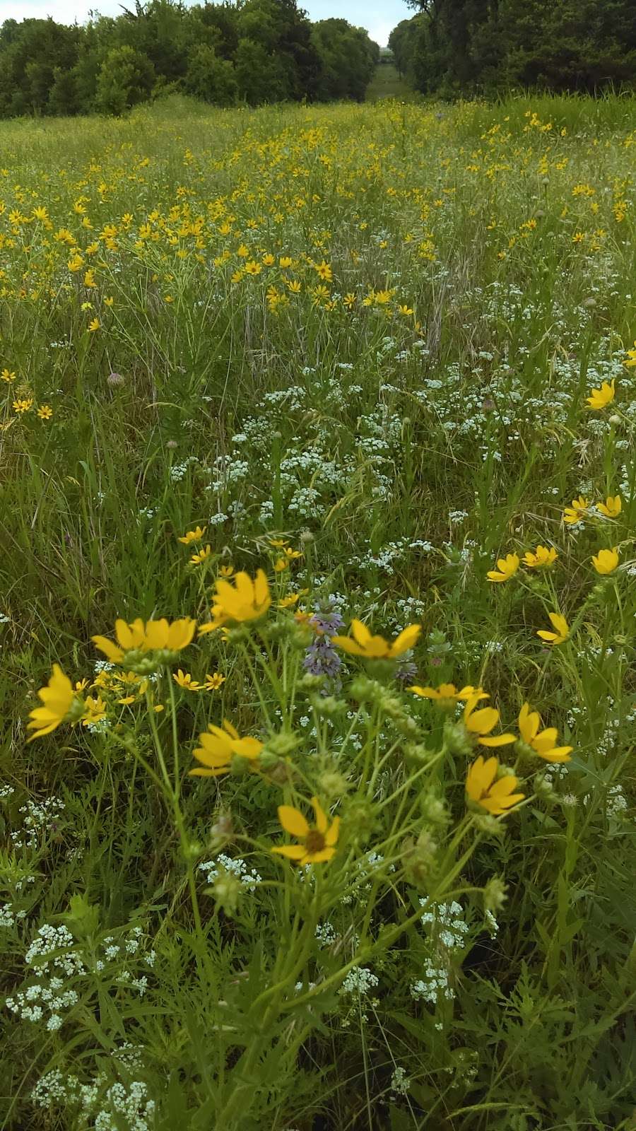 Bear Creek Nature Park | 1300 Bear Creek Rd, Lancaster, TX 75146, USA