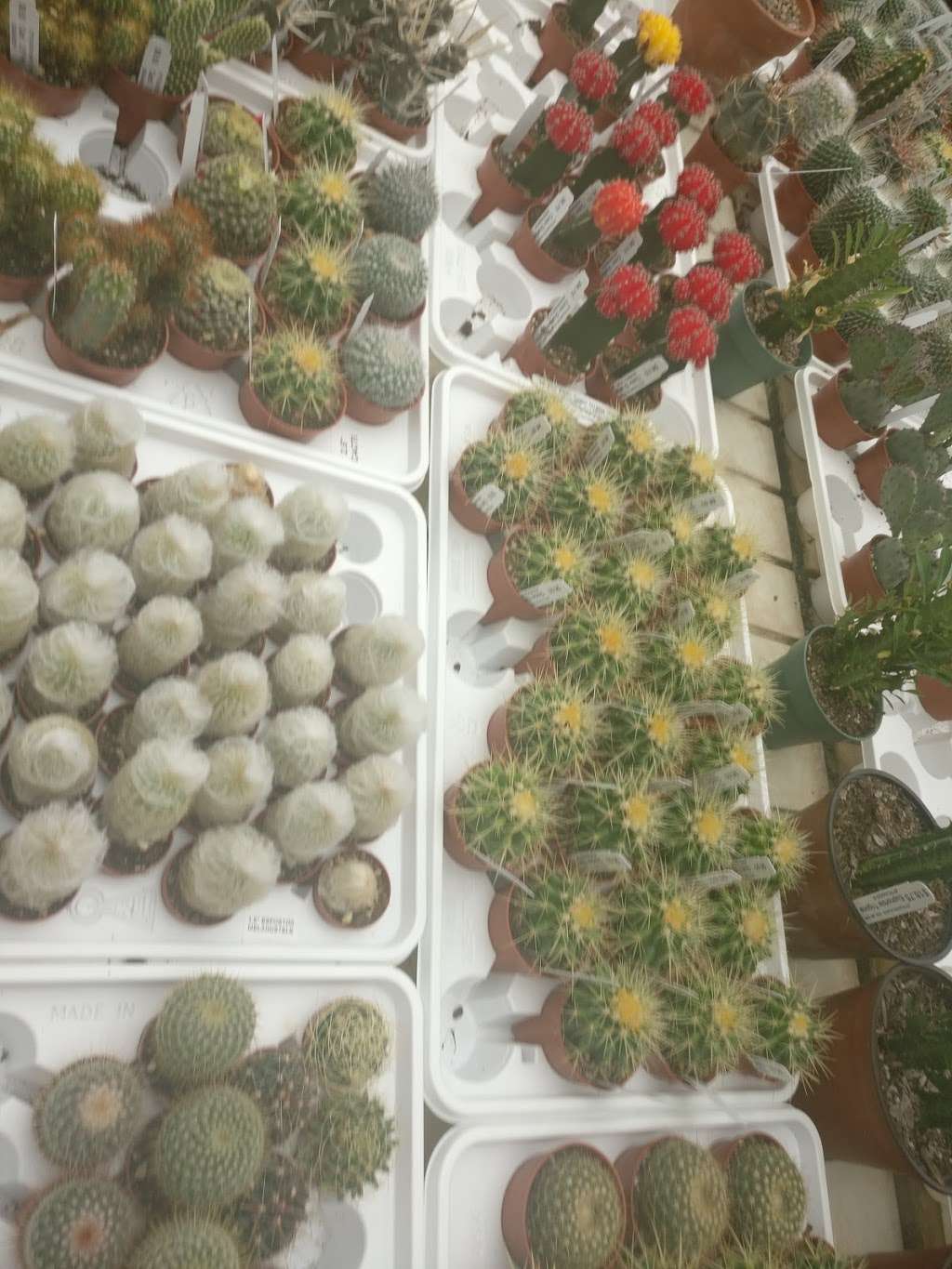 Otts Exotic Plants | 861 Gravel Pike, Schwenksville, PA 19473 | Phone: (610) 287-7878