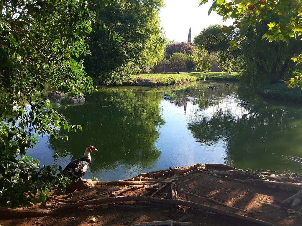 Eden Duck pond | 3521 Thousand Oaks, San Antonio, TX 78247, USA