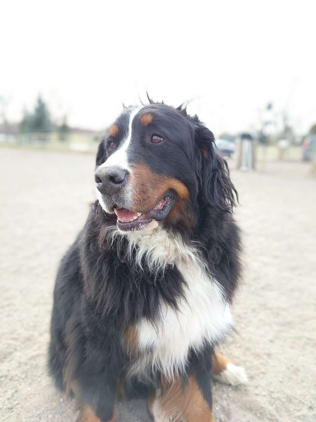 Louisville Community (Dog) Park | 955 Bella Vista Dr, Louisville, CO 80027 | Phone: (502) 876-9416