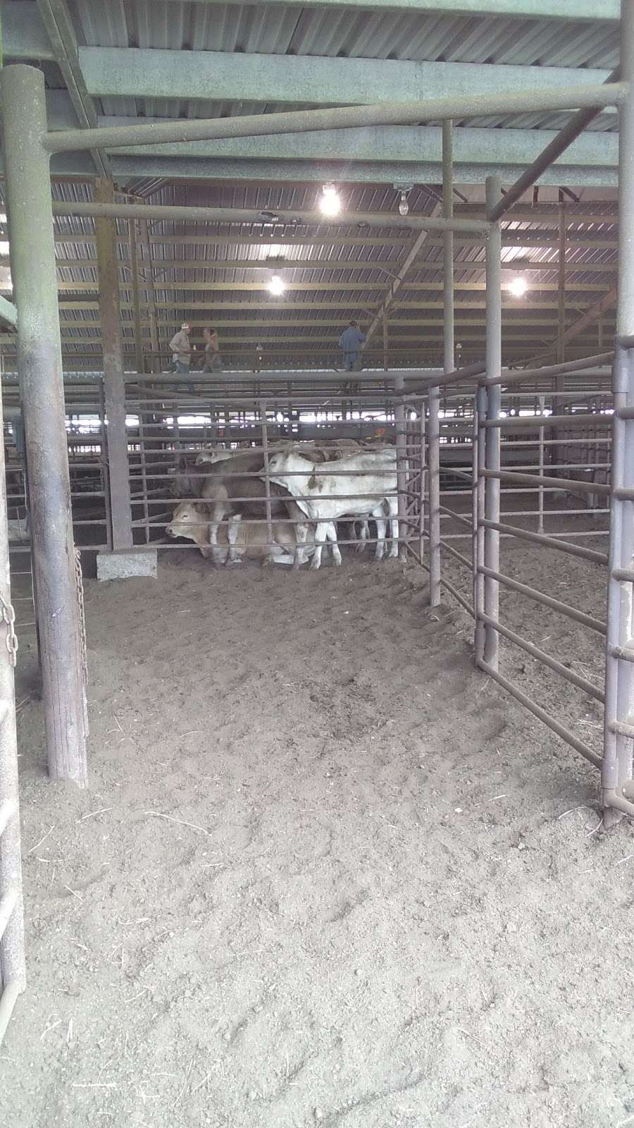Raywood Livestock Market | 14810 East HWY 90, Raywood, TX 77582, USA | Phone: (936) 587-4941