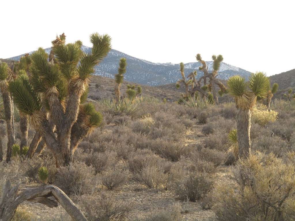 Lee Canyon Narrows | Las Vegas, NV 89166