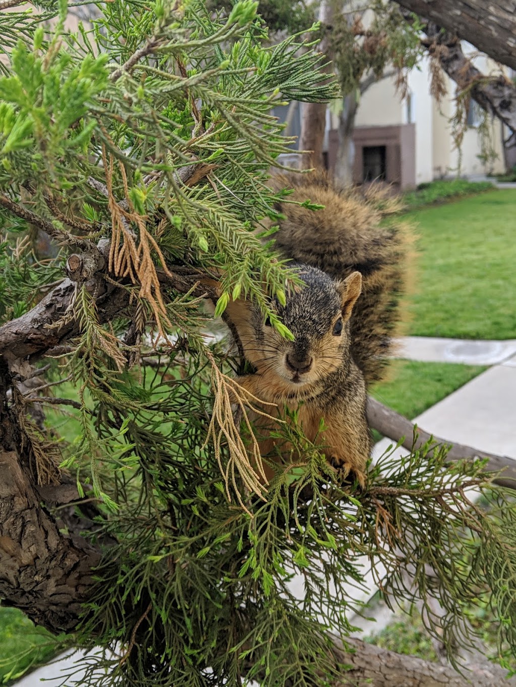 Patio Gardens | 4874 E Los Coyotes Diagonal, Long Beach, CA 90815, USA | Phone: (562) 597-5489