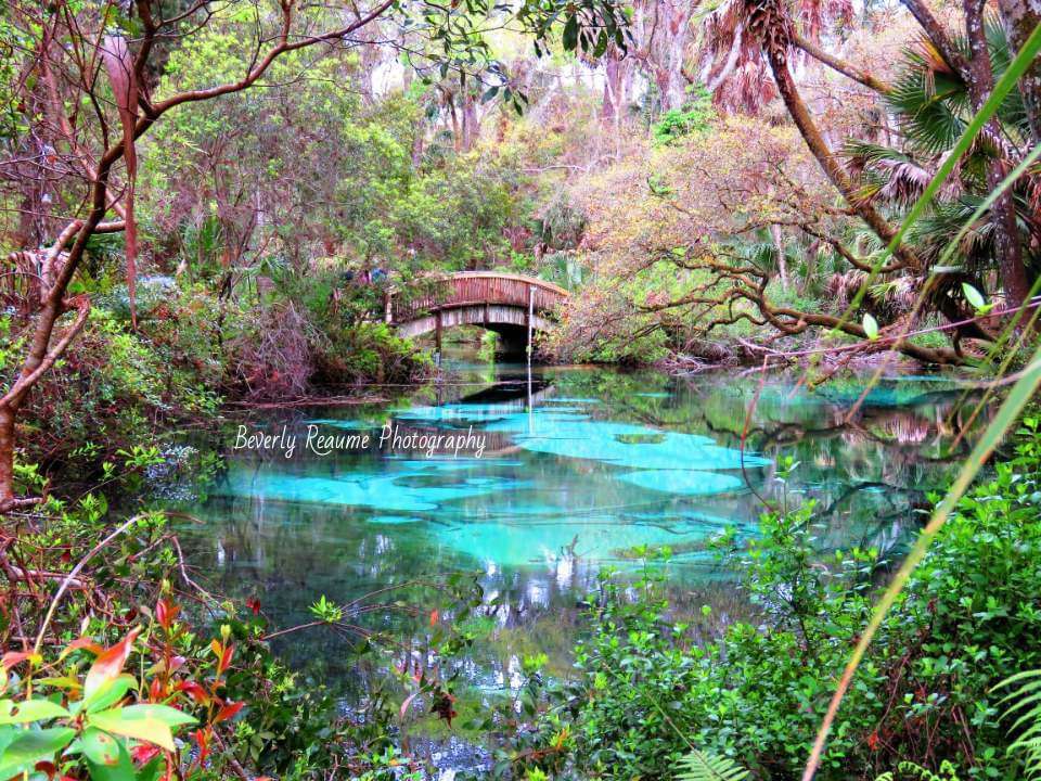 Juniper Springs Recreation Area | Florida, USA