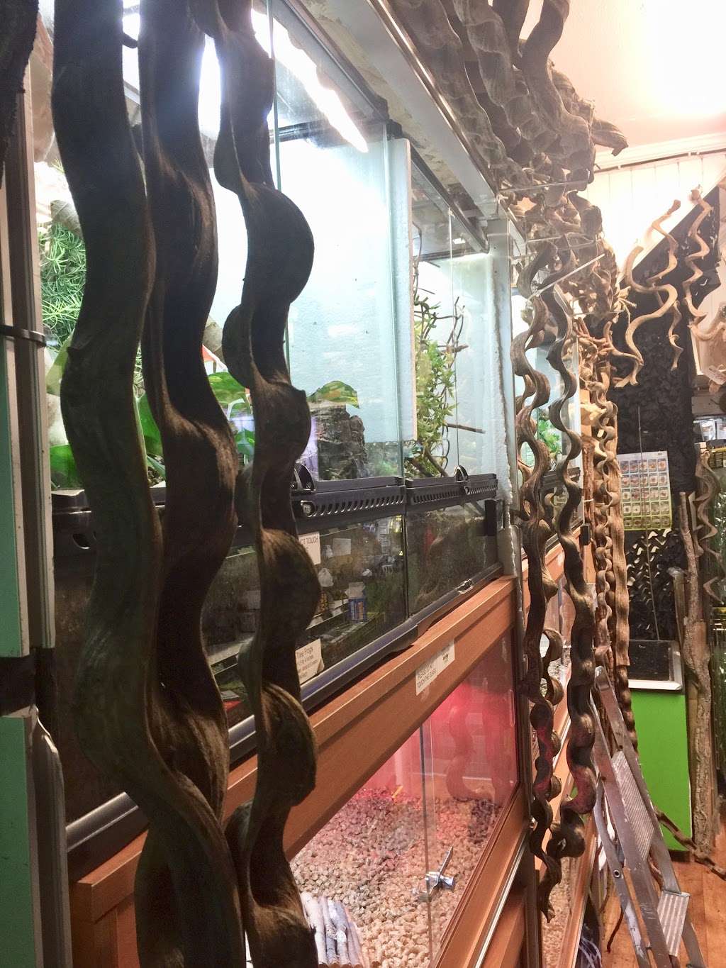 Croydon Reptiles | 228 Mitcham Rd, Croydon CR0 3JJ, UK | Phone: 020 8684 3387