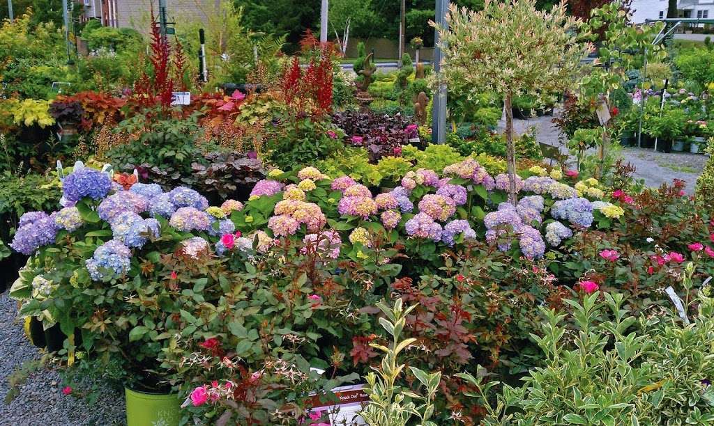 Seoanes Garden Center | 551 Bedford St, Abington, MA 02351, USA | Phone: (781) 878-1306