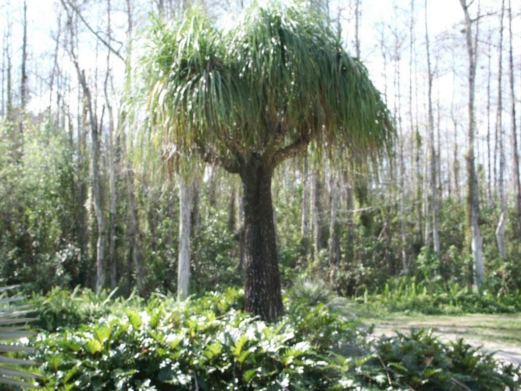 Tropical Landscapers | 8917 116th Terrace S, Boynton Beach, FL 33472, USA | Phone: (561) 369-2899