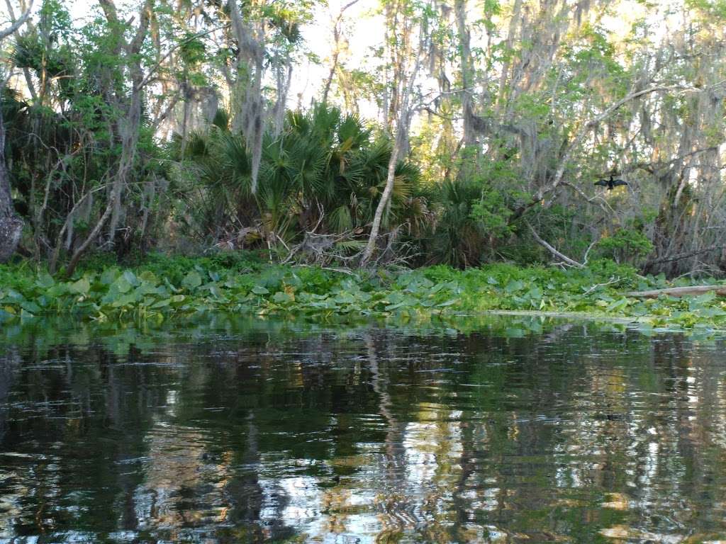 Lower Wekiva River Preserve State Park | 8300 FL-46, Sanford, FL 32771, USA | Phone: (407) 884-2009