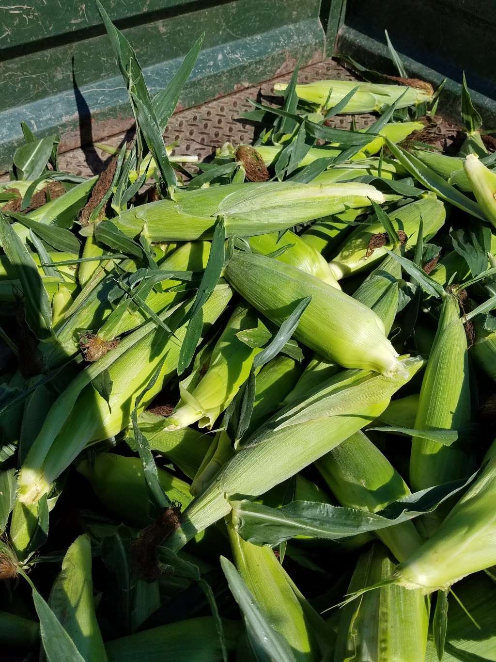 Souder Farms Sweet Corn | 1635 W 900 N, Rushville, IN 46173, USA | Phone: (765) 645-5241