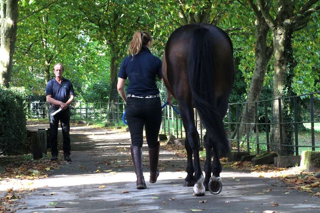 GVG Brooks Equine | B1-B2, The Courtyard Business Centre, Dovers Farm, Lonesome Ln, Reigate RH2 7QT, UK | Phone: 01737 246109