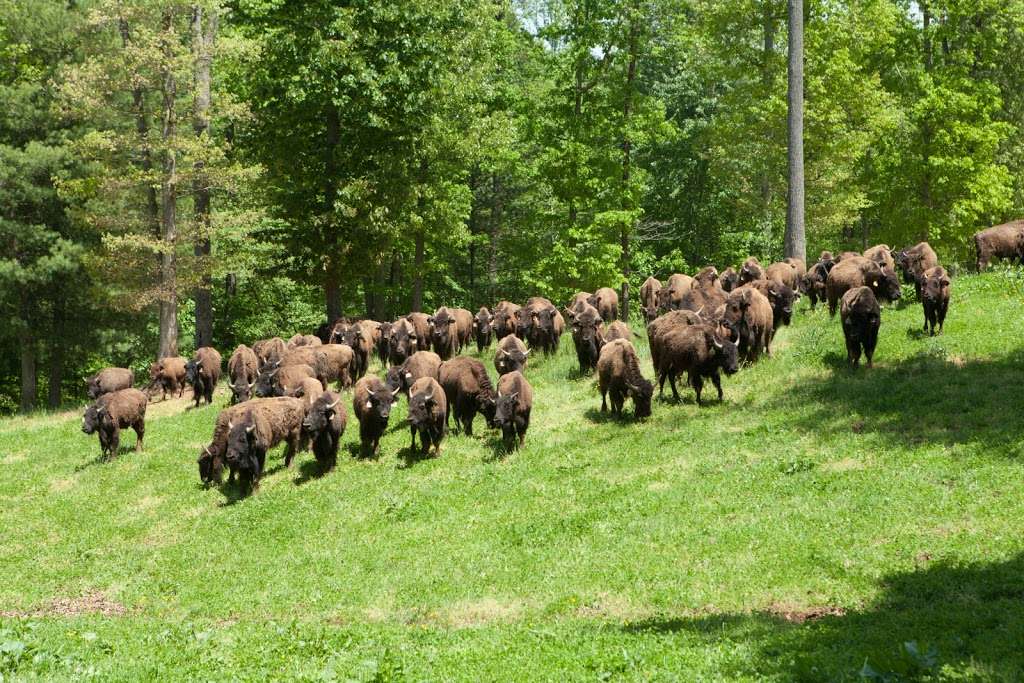 Virginia Bison Company at Cibola Farms | 10075 Stone Bridge Rd, Culpeper, VA 22701 | Phone: (540) 212-9455