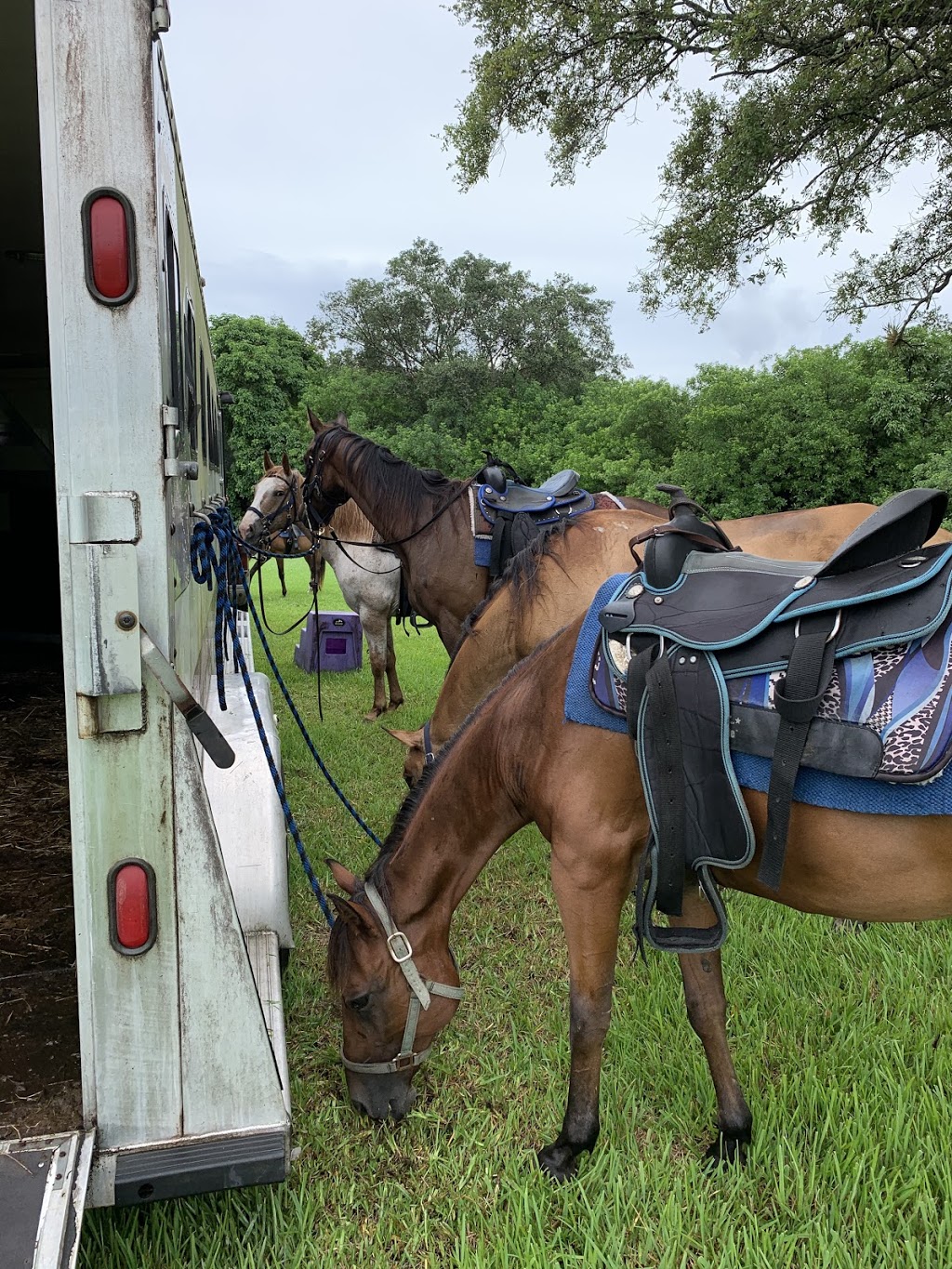 A&A Adventure Horse Trail Rides | Call for reservation, Office only, 2764 SW 83rd Ave, Miramar, FL 33025, USA | Phone: (954) 816-2685