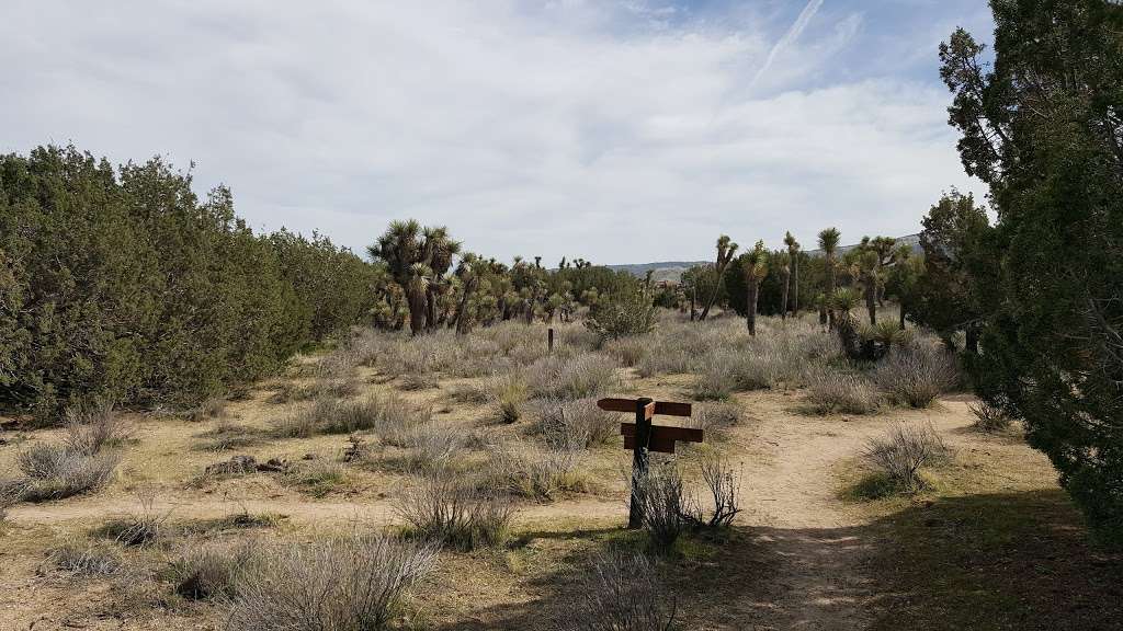 Arthur B. Ripley Desert Woodland State Park | Lancaster Road at, 205th St W, Lancaster, CA 93536, USA | Phone: (661) 946-6092