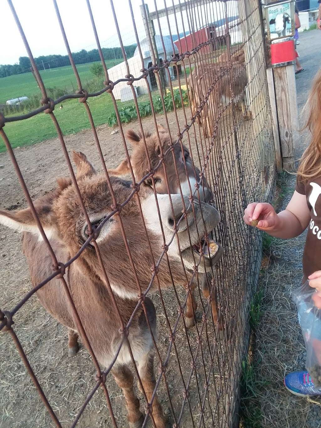 Petting zoo | 6213 Oley Turnpike Rd, Oley, PA 19547, USA