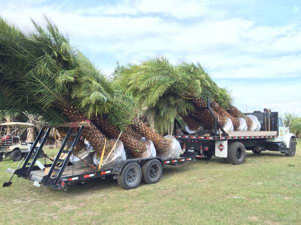 GRIFFIN ROAD NURSERY & LANDSCAPING, LLC. | 4501 SW 133rd Ave, Southwest Ranches, FL 33330 | Phone: (305) 725-0386