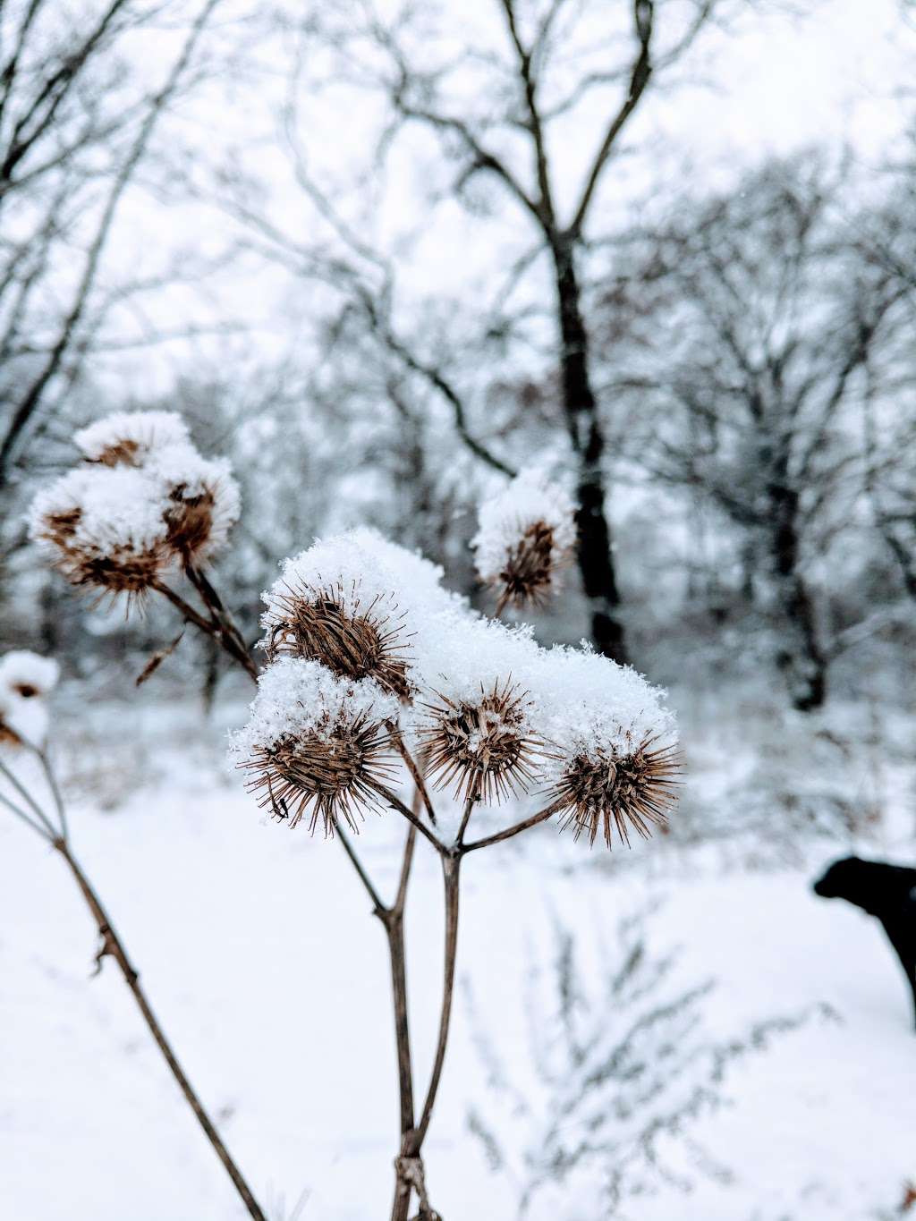 Clifford Dog Park | 6245 Wissahickon Ave, Philadelphia, PA 19144, USA