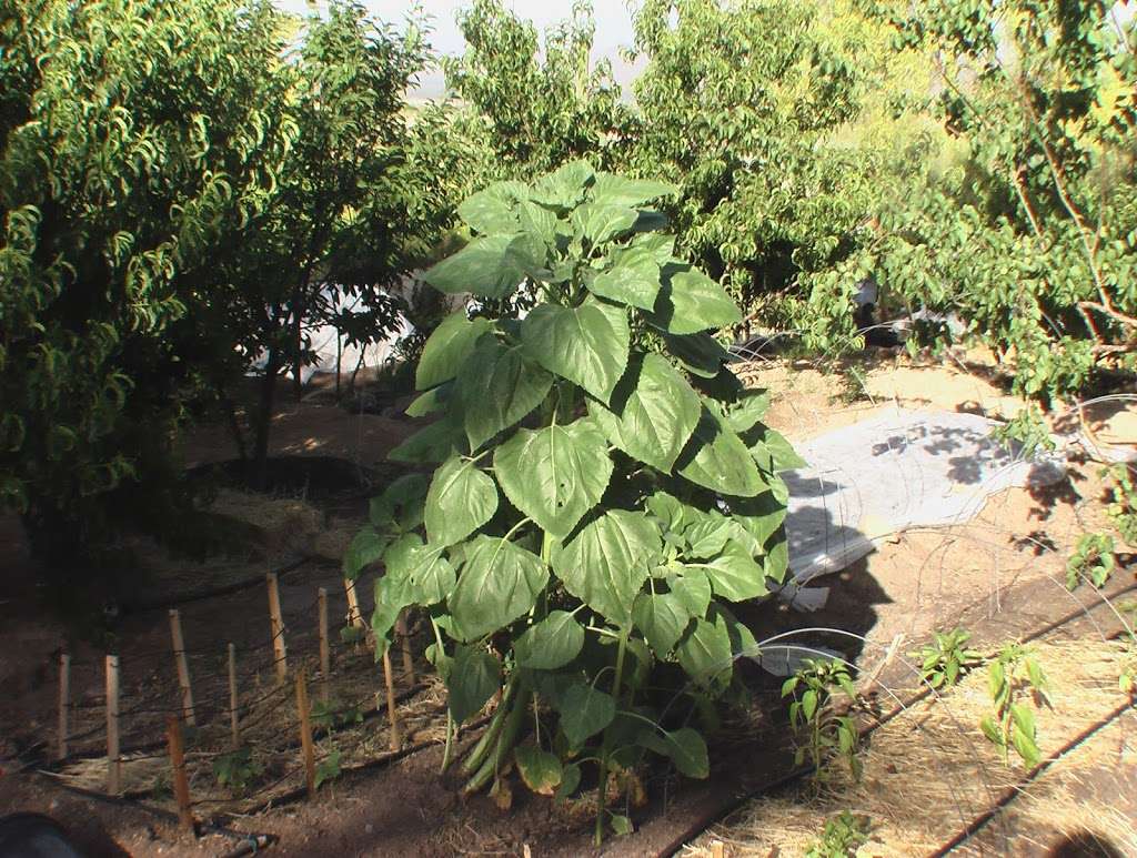 Peters Organic World | 1949 E University Dr #209, Tempe, AZ 85281, USA | Phone: (480) 837-8768