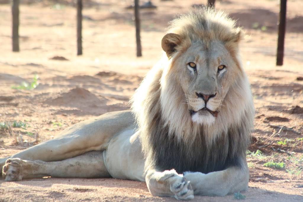 C Africa Safaris | 2619 Highview Dr, Nashville, TN 37206, USA | Phone: (615) 414-8293