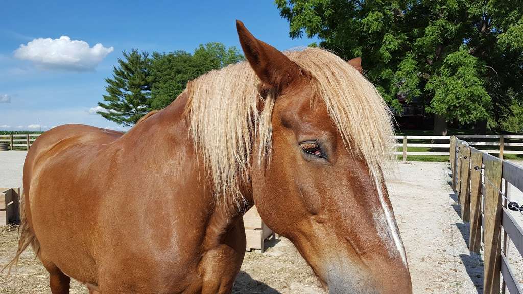 Agape Therapeutic Riding Resources | 24970 Mt Pleasant Rd, Cicero, IN 46034 | Phone: (317) 773-7433