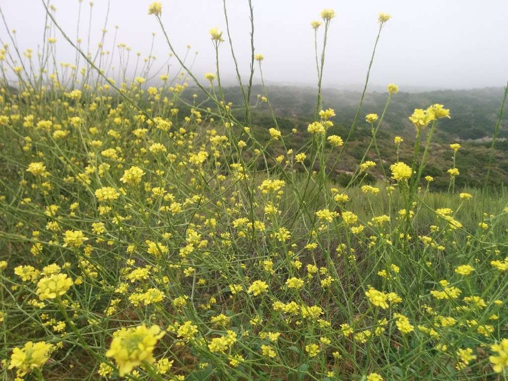 Aliso & Wood Canyons Wilderness Park, Top Of The World Entrance | W Ridge, Laguna Beach, CA 92651 | Phone: (949) 923-2200