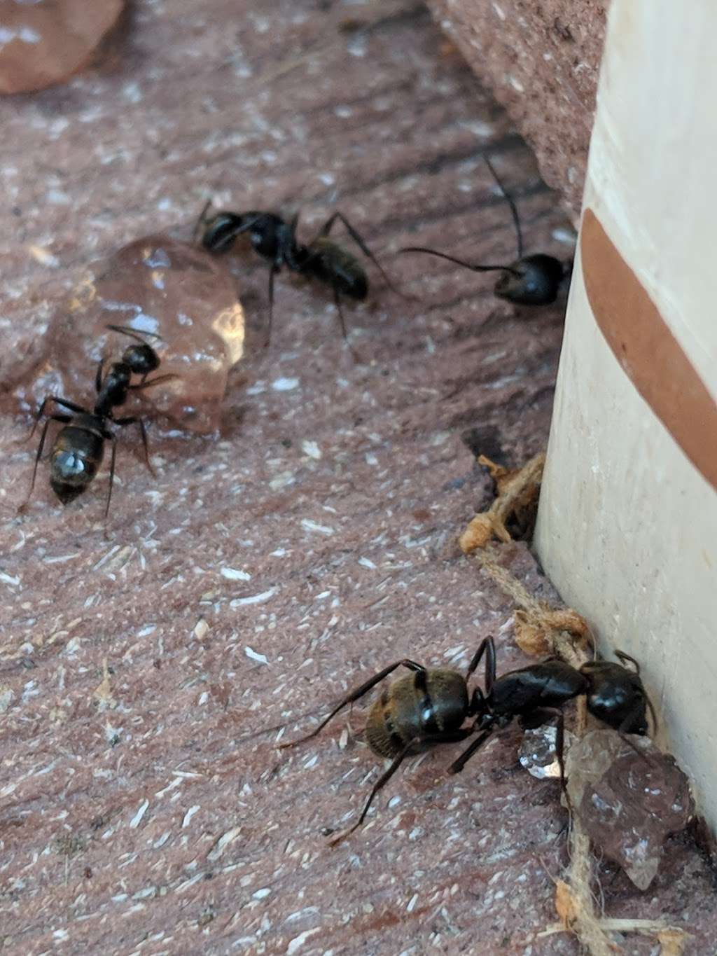 Valley Pest Control | 46 N River St, Plains, PA 18705, USA | Phone: (570) 823-4460