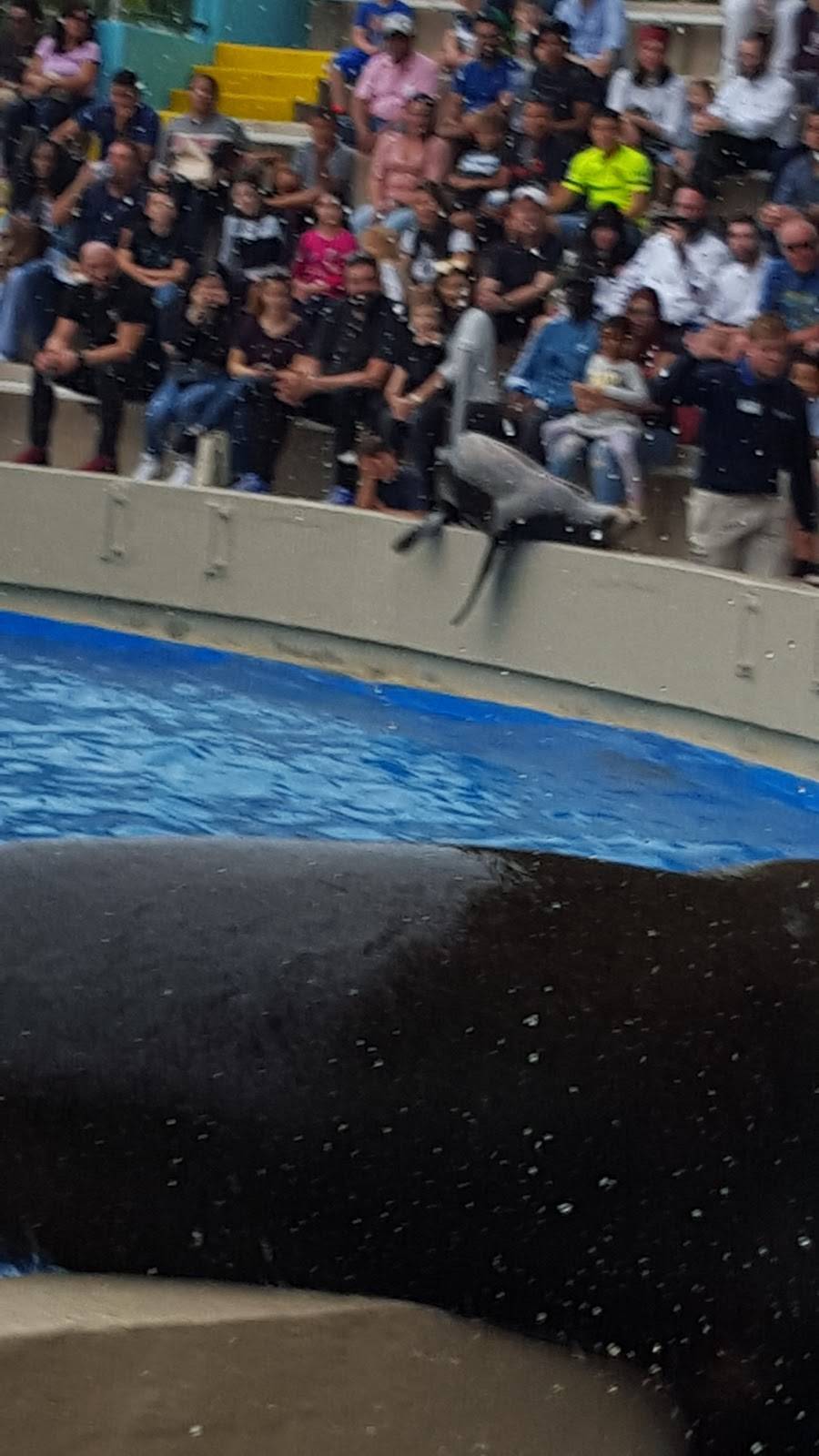 Golden Dome Sea Lion Show | Unnamed Road, Key Biscayne, FL 33149, USA