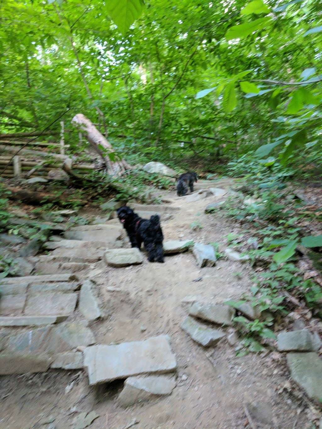 Langley Oaks Park in 6504 Bright Mountain Rd, McLean, VA 22101, USA