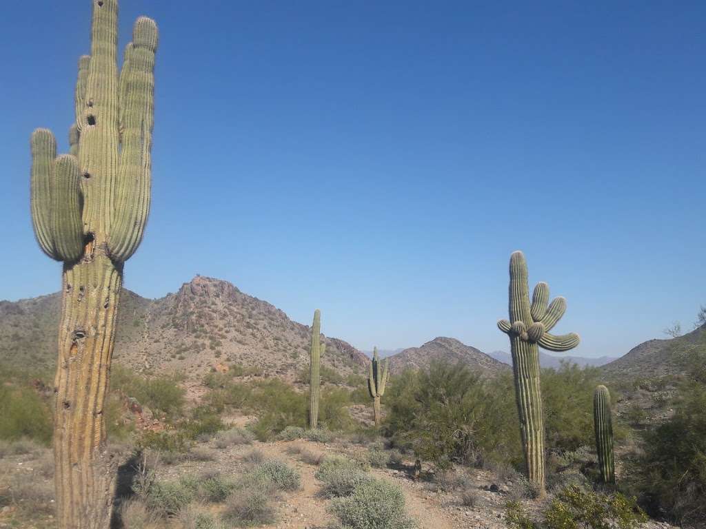 Phoenix Mountain Preserve - 40th St. Trailhead | 9200 N 40th St, Phoenix, AZ 85028, USA | Phone: (602) 261-8318