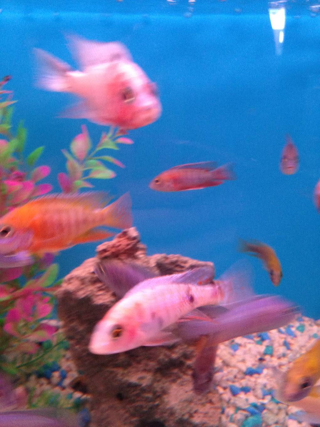 405 Tropical Fish | 15222 Goldenwest St, Westminster, CA 92683 | Phone: (714) 373-0777