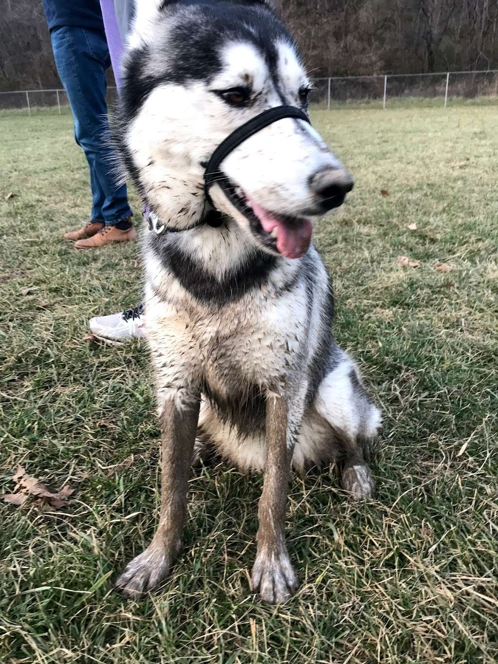 Ferguson Dog Park the best dog park | 4300 N Stone Mill Rd, Bloomington, IN 47408, USA | Phone: (812) 349-3700