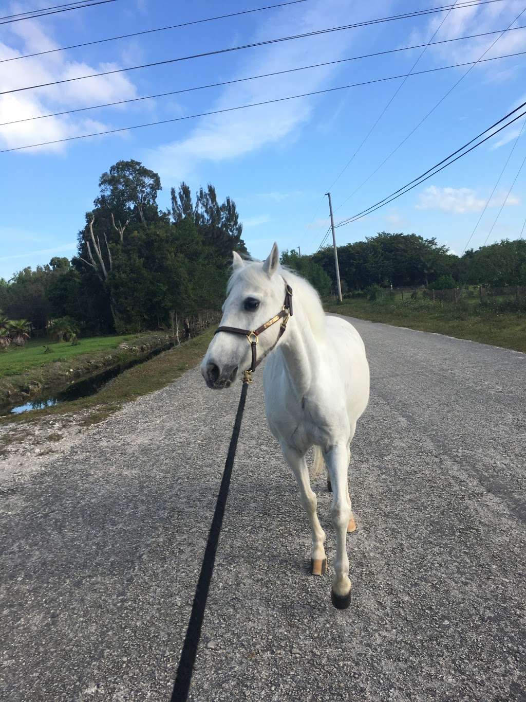 Hunter Creek Farm | 6300 Melaleuca Rd, Southwest Ranches, FL 33330, USA | Phone: (954) 444-2427