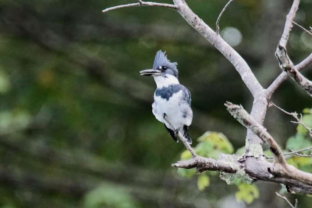 Wildlands Trust - Halfway Pond Conservation Area | Mast Rd, Plymouth, MA 02360, USA | Phone: (781) 934-9018