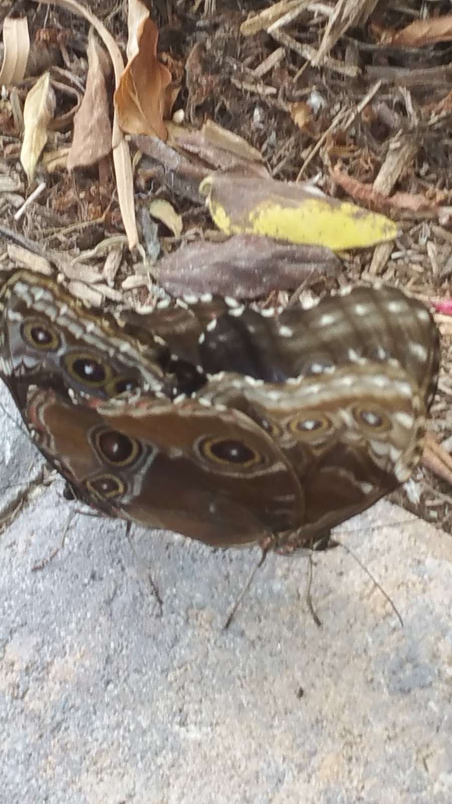 Butterfly Habitat | 333 S Valley View Blvd, Las Vegas, NV 89107, USA | Phone: (702) 822-7700