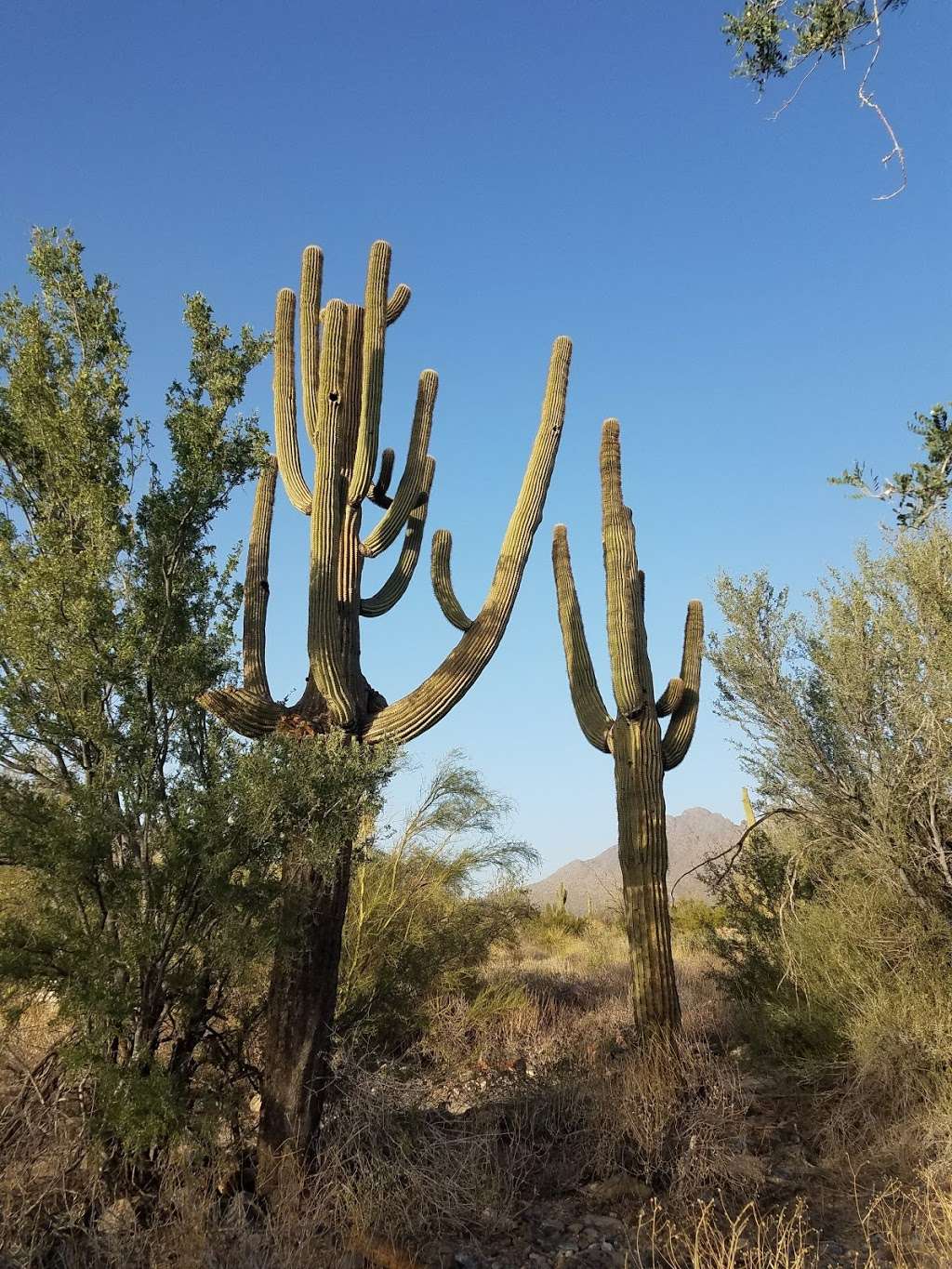 Desert Spring Park | Scottsdale, AZ 85255, USA