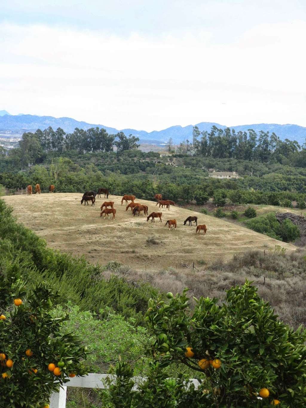 Greenwood Daylily Gardens Inc | 8000 Balcom Canyon Rd, Somis, CA 93066 | Phone: (562) 494-8944