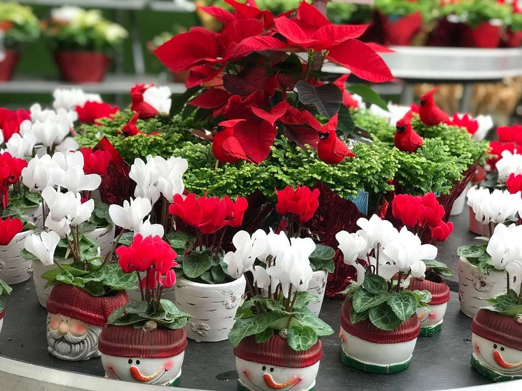 Leider Greenhouses & Garden Center | 1625 Leider Ln, Buffalo Grove, IL 60089 | Phone: (847) 634-4060