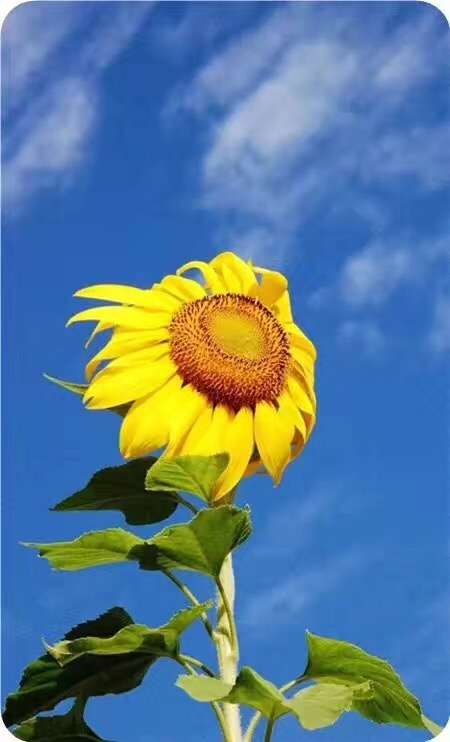 sun reflexology | 211 S Burnt Mill Rd, Voorhees Township, NJ 08043, USA | Phone: (856) 229-7610 sun reflexology | 211 S Burnt Mill Rd, Voorhees Township, NJ 08043, USA | Phone: (856) 229-7610