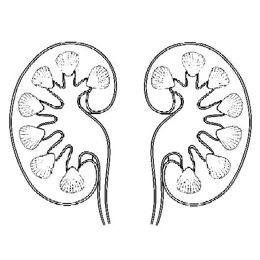 Kidney Specialists, PLLC - Babak Barmar MD - Kavita K. Wei MD -  | 480 W Jubal Early Dr #200, Winchester, VA 22601, USA | Phone: (540) 313-6563