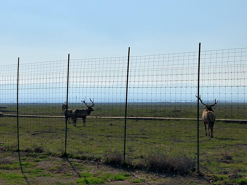 Tule Elk Reserve State Natural Reserve | 8653 Station Rd, Buttonwillow, CA 93206, USA | Phone: (661) 764-6881