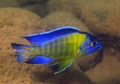 African Cichlid Exchange | 6030, Suite C, San Diego, CA 92124, USA | Phone: (609) 290-0810