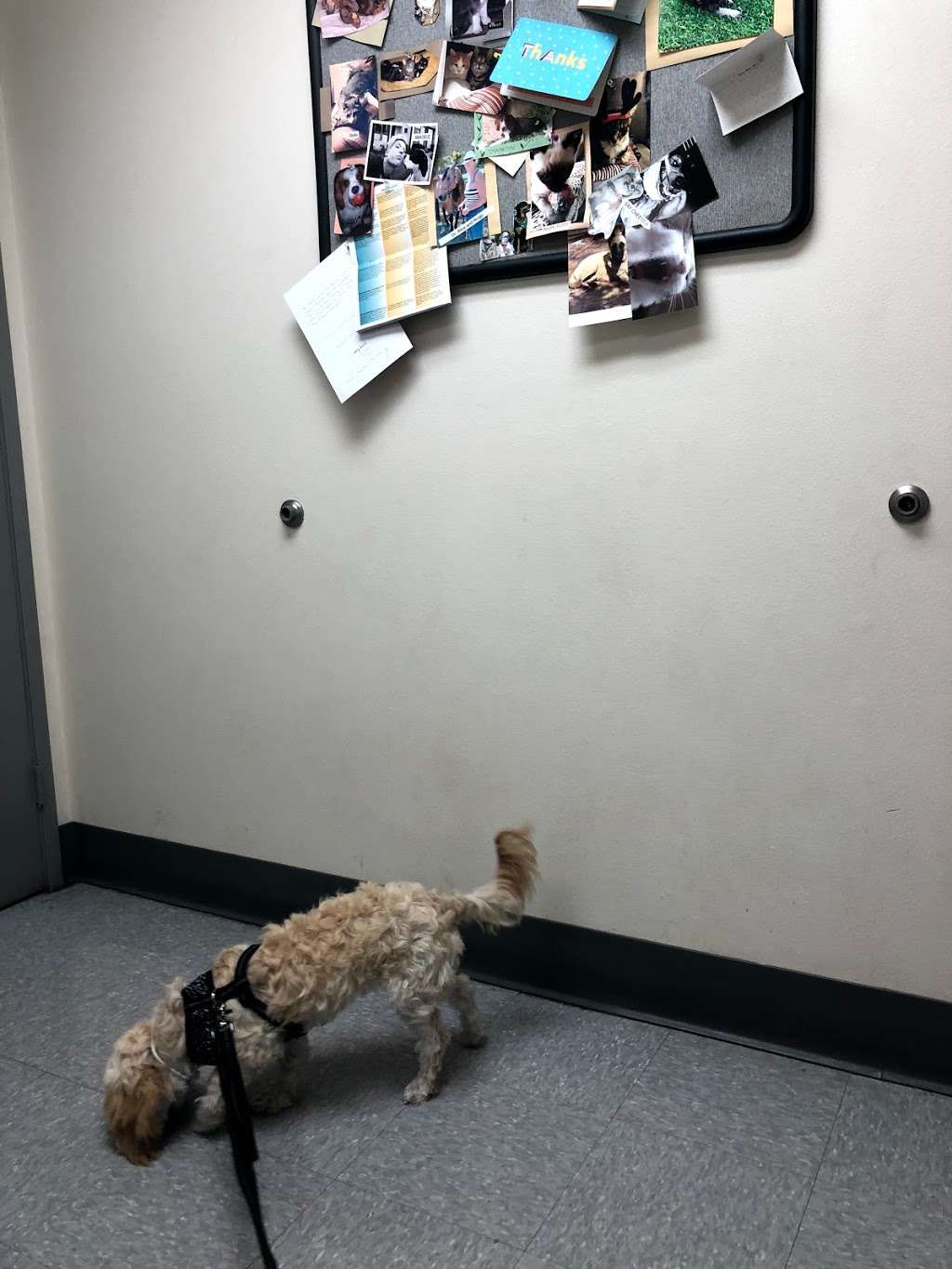 Lincoln Plaza Veterinary Clinic | 2955 Van Buren Boulevard, Riverside, CA 92503, USA | Phone: (951) 359-0363