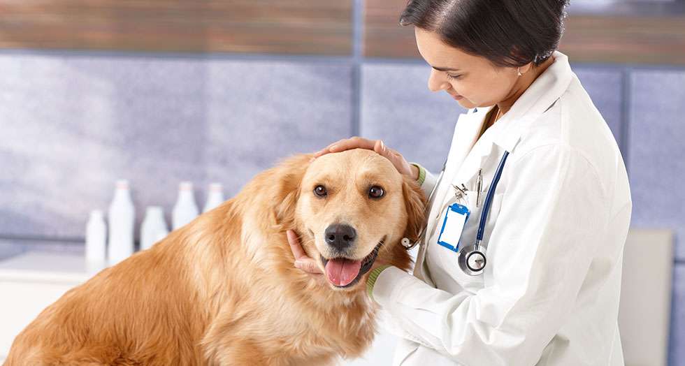 Animal Clinic Of Tower Drive | 303 Tower Dr, Middletown, NY 10941, USA | Phone: (845) 695-1323