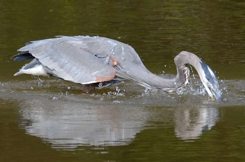 Peace Valley Nature Center | 170 N Chapman Rd, Doylestown, PA 18901, USA | Phone: (215) 345-7860