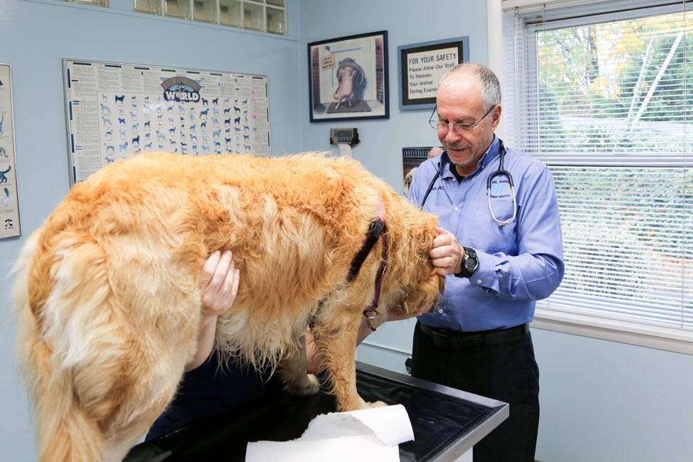 Rye Harrison Veterinary Hospital | 170 North St, Rye, NY 10580, USA | Phone: (914) 921-2000