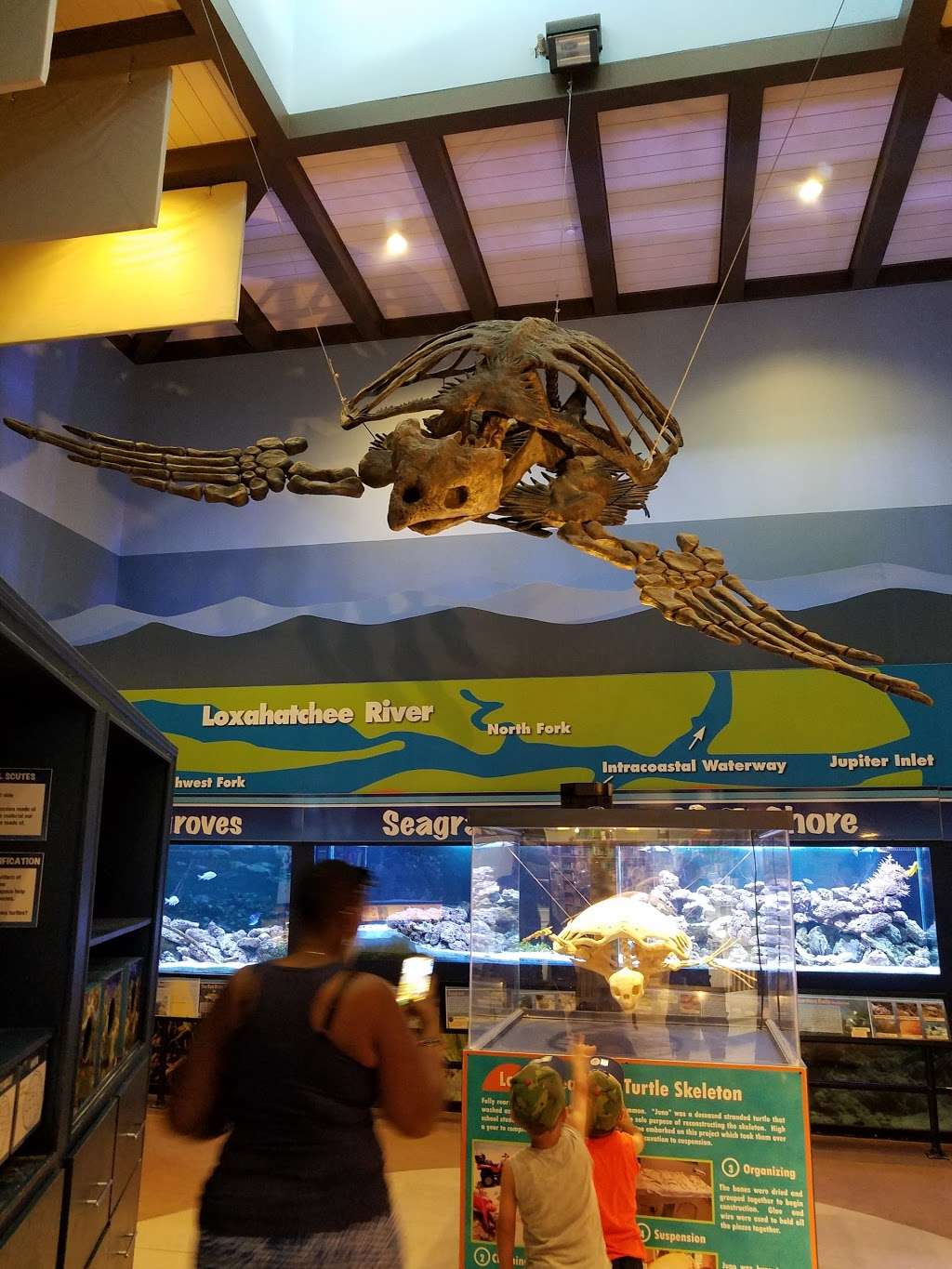 Loggerhead Marinelife Center | 14200 U.S. Hwy 1, Juno Beach, FL 33408, USA | Phone: (561) 627-8280